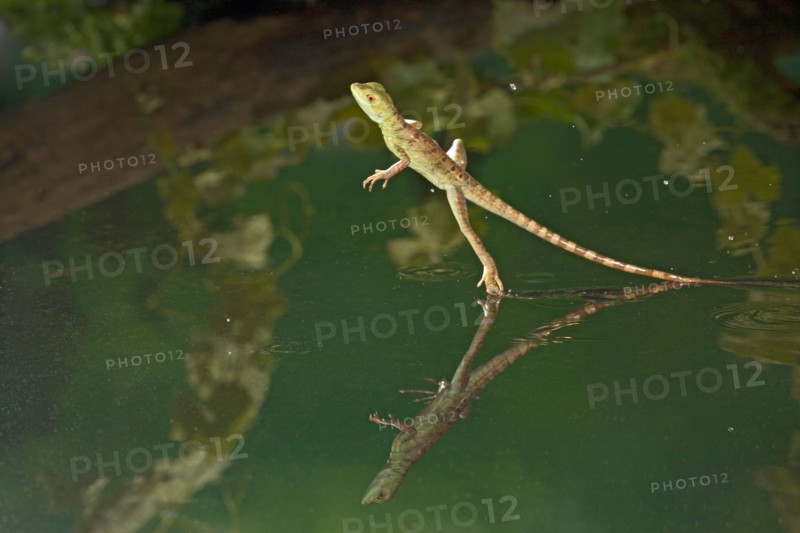 Green basilisk plumed basilisk crested basilisk Basiliscus plumifrons youngster running across water