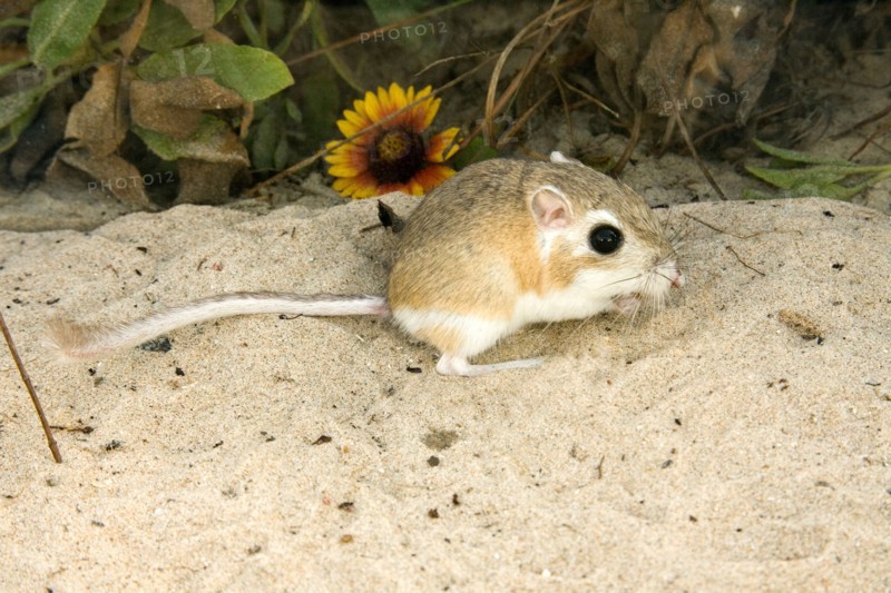 Gulf Coast Kangaroo Rat Dipodomys compactus