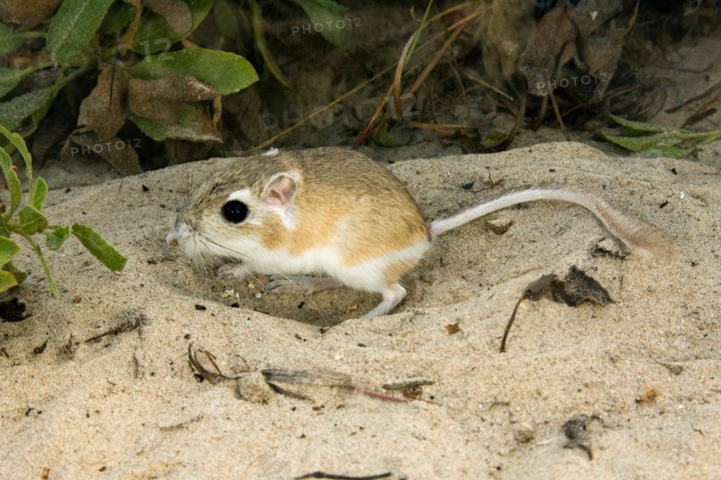 Gulf Coast Kangaroo Rat Dipodomys compactus