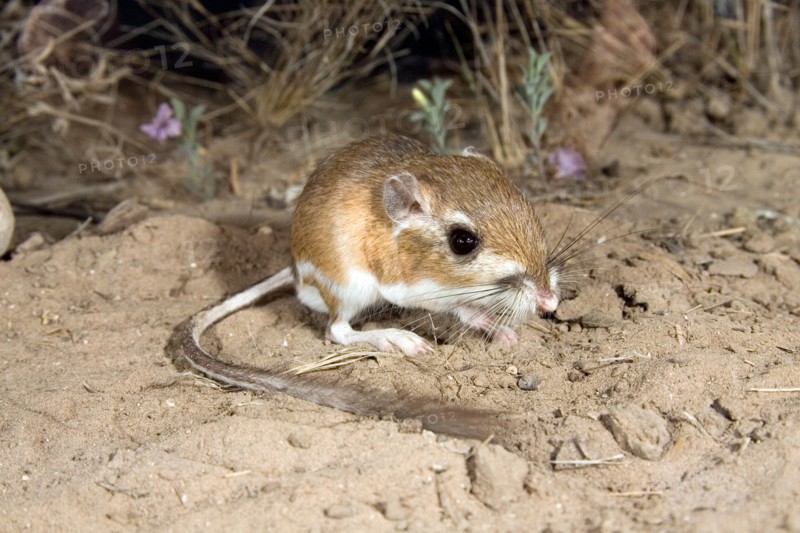 Ord's Kangaroo Rat