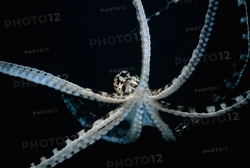 Mimic Octopus Thaumoctopus mimicus Lembeh Strait Celebes Sea Sulawesi Indonesia