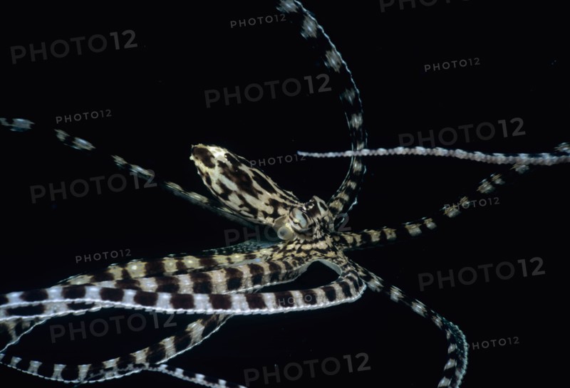 Mimic Octopus Thaumoctopus mimicus Lembeh Strait Celebes Sea Sulawesi Indonesia