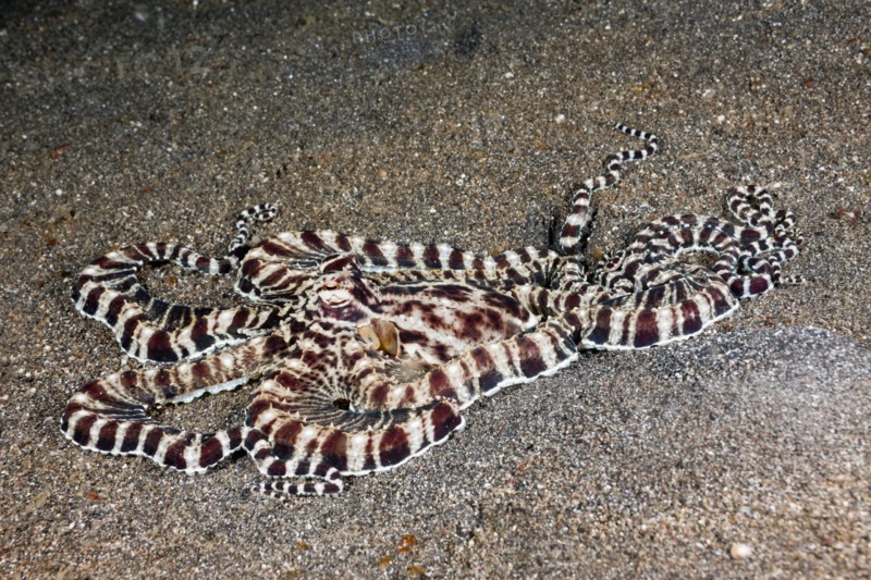 Mimic Octopus, Thaumoctopus mimicus, Lembeh Strait, North Sulawesi, Indonesia