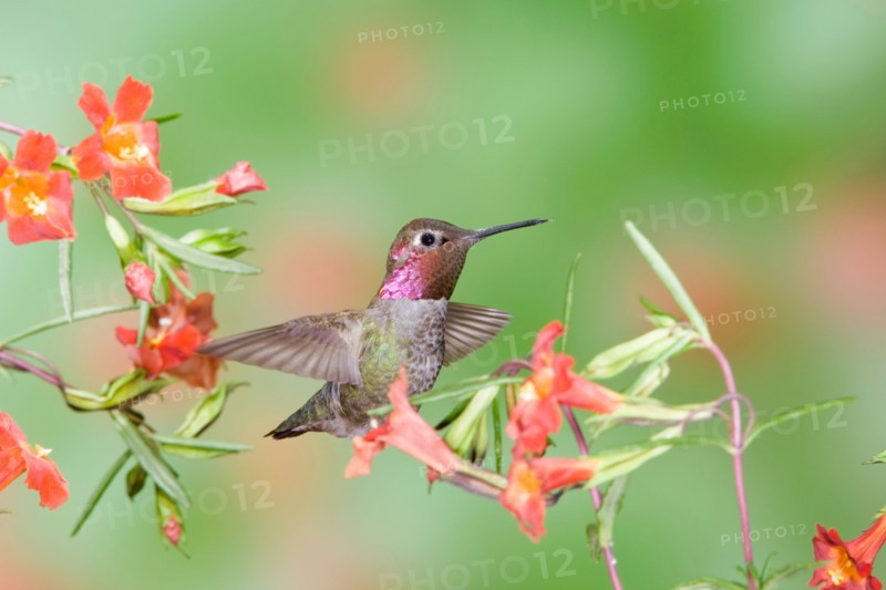 Anna's Hummingbird in Scarlet Monkey Flower