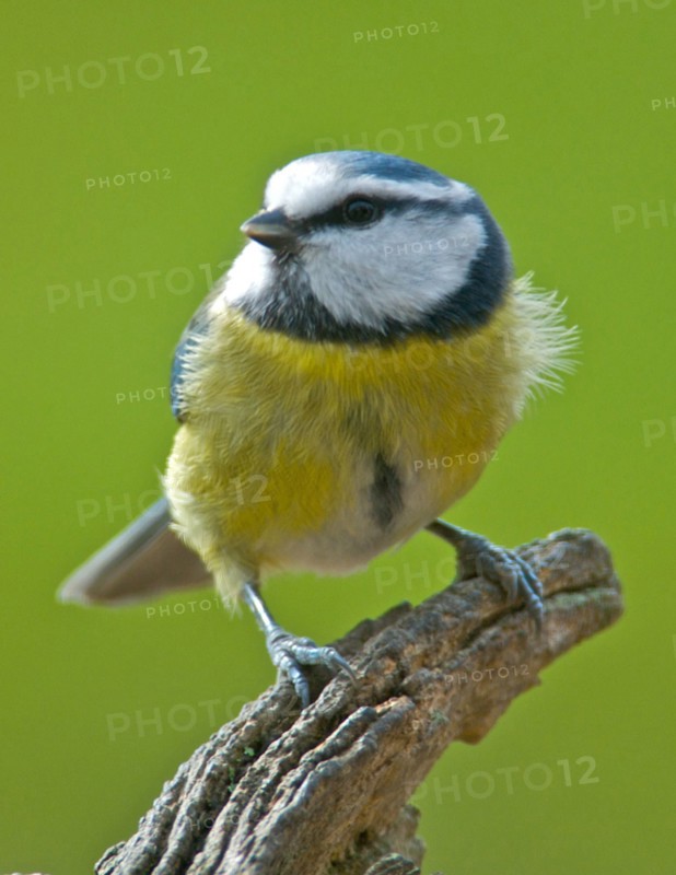 Blue tit bluetit (Caeruleus parus) feeding in a UK garden