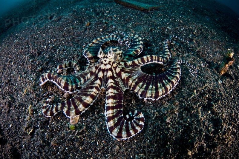 A Mimic octopus (Thaumoctopus mimicus) crawls across dark, volcanic sand where it may disappear into a subterranean burrow.