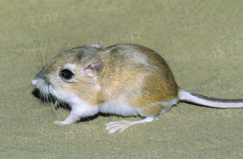 Adult Ord's kangaroo rat (Dipodomys ordii), southeastern Alberta, prairie Canada