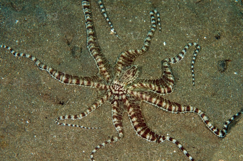Mimic octopus, Thaumoctopus mimicus, Lembeh Strait Sulawesi Indonesia