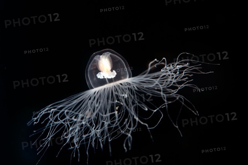 Immortal jellyfish, Turritopsis nutricula, Sarigerme Turkey