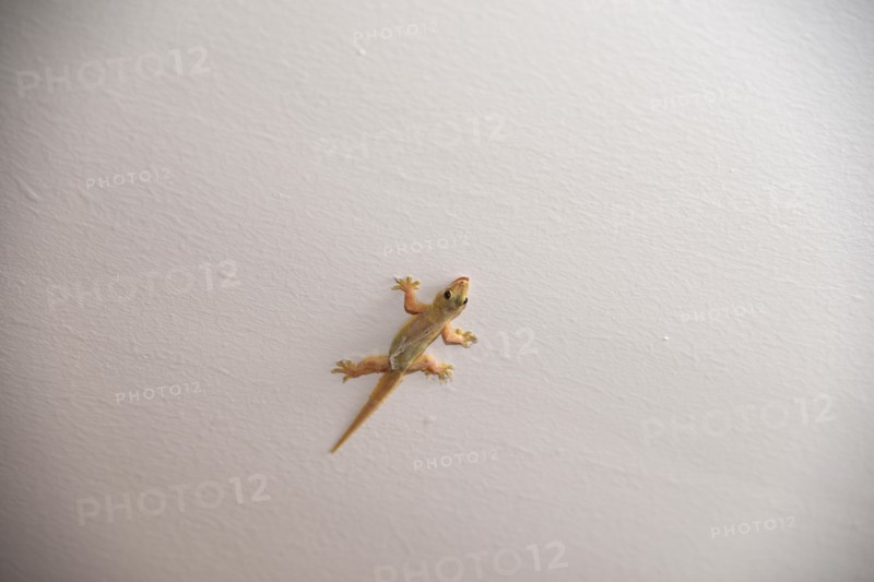 Gecko on the wall