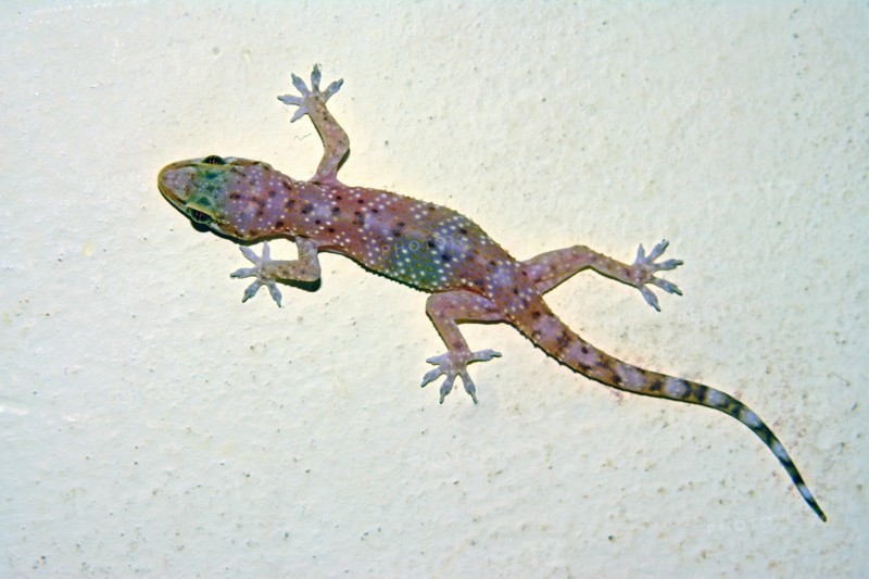 Gecko on a wall