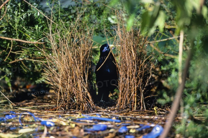 satin bowerbird (Ptilonorhynchus violaceus), male working on his bower, Australia, Victoria