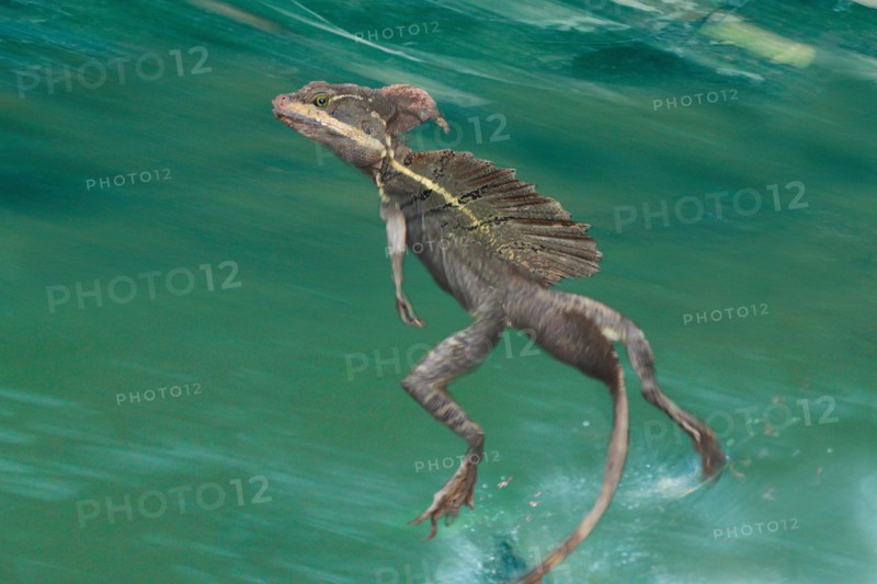 Brown basilisk, Striped Basilisk, Yellow-striped Basilisk, Jesus Christ Lizard (Basiliscus vittatus), running over the water