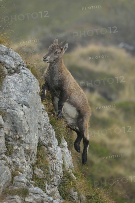 Young Alpine ibex / Steinbock / Alpensteinbock ( Capra ibex ) jumping up some rocks in the Swiss Alps, Switzerland.