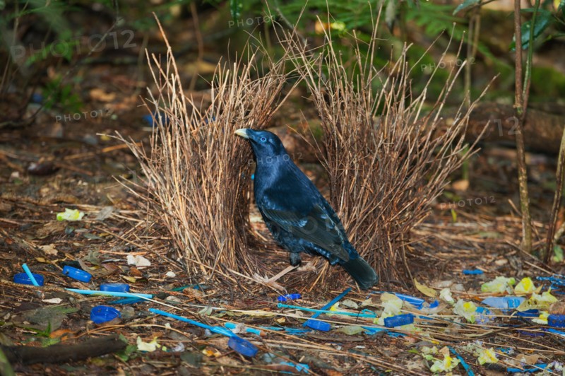 Satin Bowerbird (Ptilonorhynchus violaceus)  Male in bower decorated with found blue objects and yellow flowers, Lamington Natio