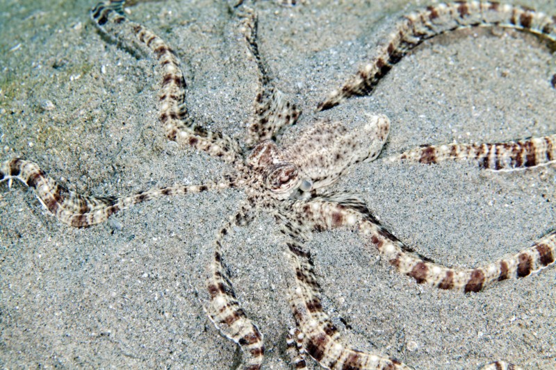 Mimic octopus (thaumoctopus mimicus) in the Red Sea.