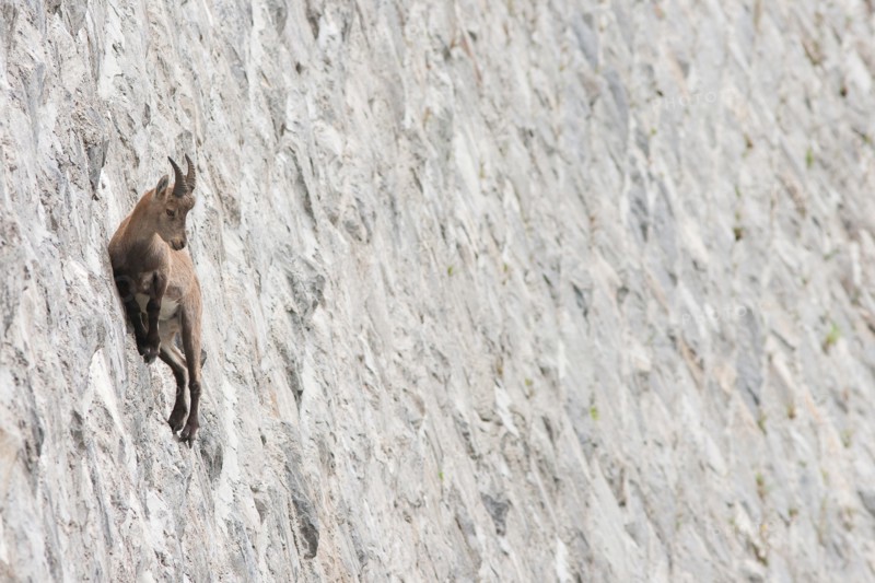Alpine ibex on dam (Capra ibex), juvenile male