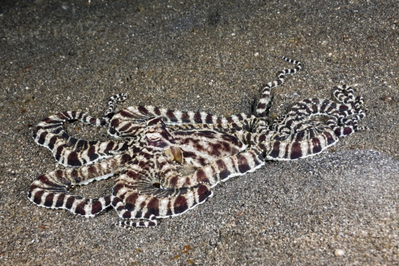Mimicry Oktopus,Thaumoctopus mimicus,Lembeh Strait,the north Sulawesi,Indonesia,