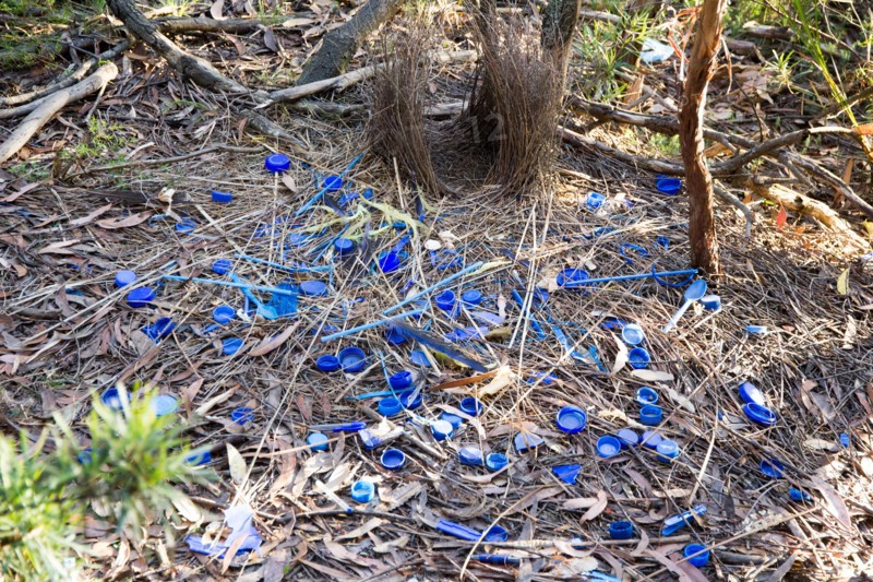 Immature Satin Bowerbird nest and collection of blue objects it has made to attract attention of females, which sadly are pieces of plastic rubbish