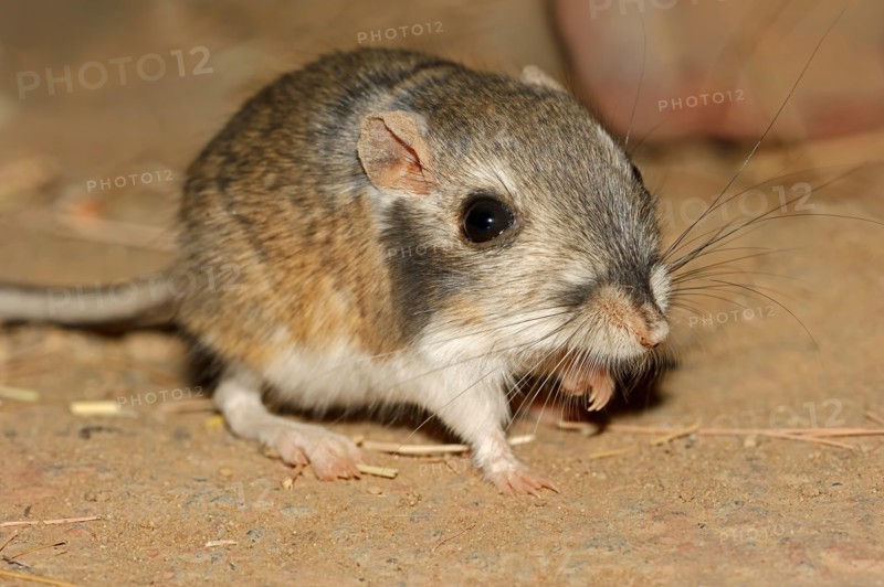 Merriam's Kangaroo Rat, Mexico / (Dipodomys merriami) | Merriams Kaengururatte / (Dipodomys merriami)