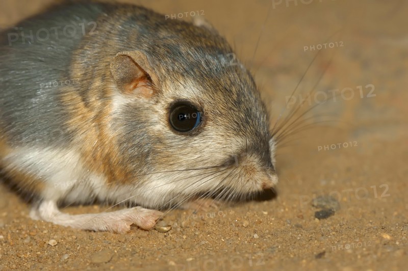 Merriam's Kangaroo Rat, Mexico / (Dipodomys merriami) | Merriams Kaengururatte / (Dipodomys merriami)