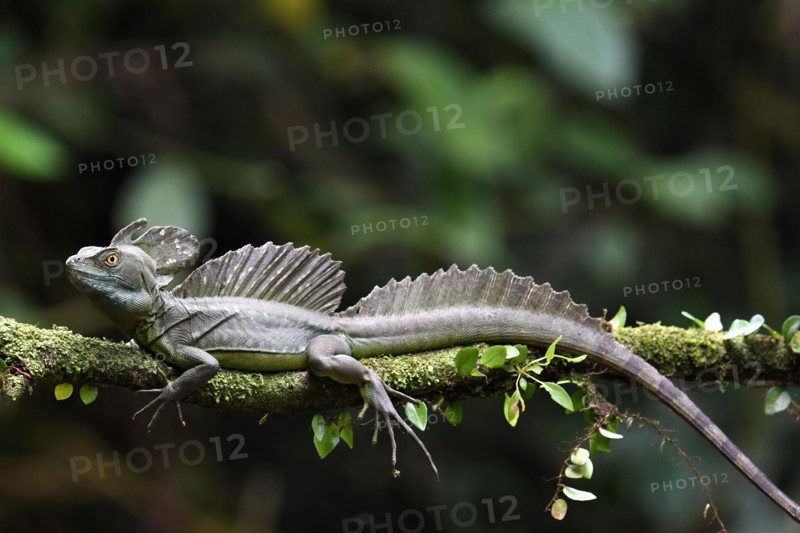 Emerald basilisk (Basiliscus plumifrons) in Costa Rica