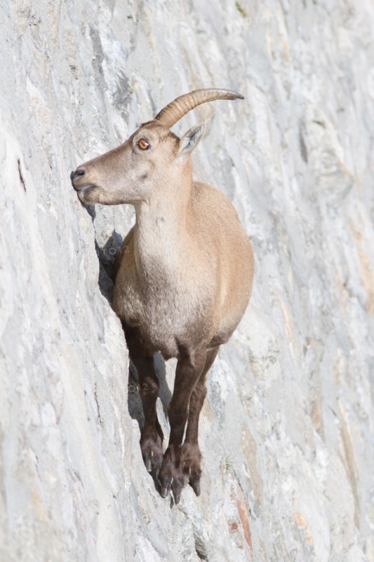 A female of alpine ibex (Capra ibex) is licking mineral salts on a sub-vertical dam wall. Antrona valley, Italy.