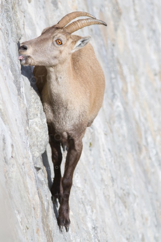 A female of alpine ibex (Capra ibex) is licking mineral salts on a sub-vertical dam wall. Antrona valley, Italy.