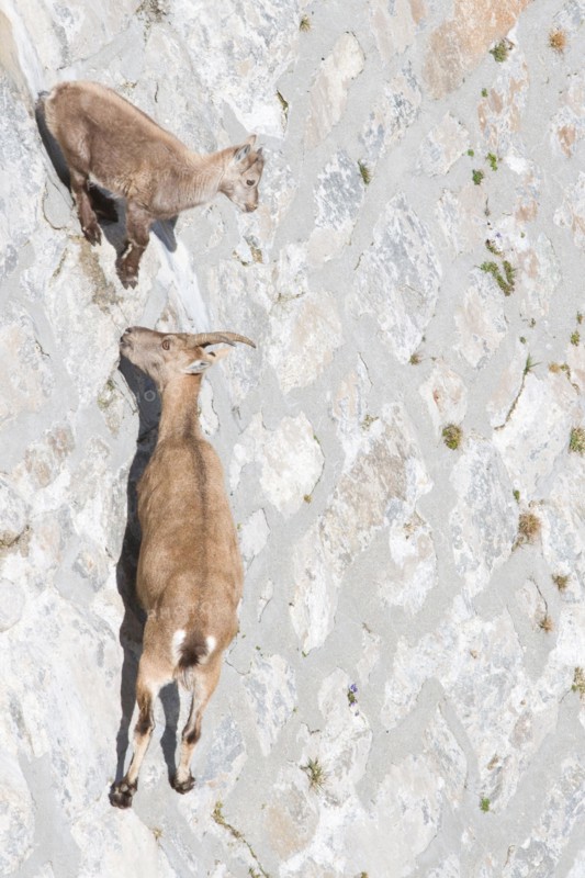 A female of alpine ibex (Capra ibex) with its pup is walking on a dam wall looking for mineralt salts. Antrona valley, Italy.