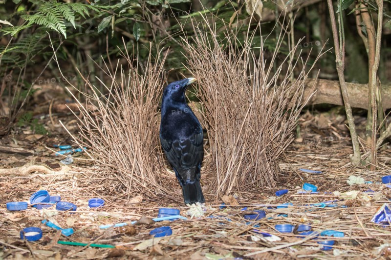 Satin Bowerbird