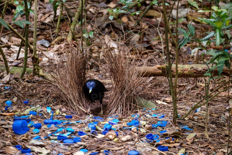Satin Bowerbird - At O'Reilly's Rainforest Retreat, Lamington National Park