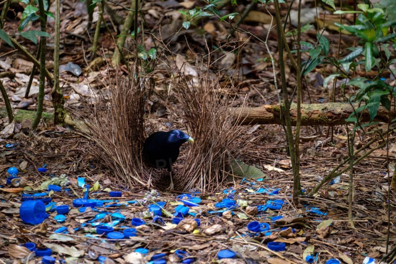 Satin Bowerbird - At O'Reilly's Rainforest Retreat, Lamington National Park