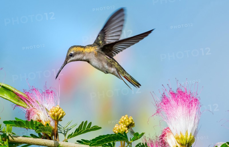 Female Ruby Topaz hummingbird feeding on the Calliandra flowers (powderpuff flowers).