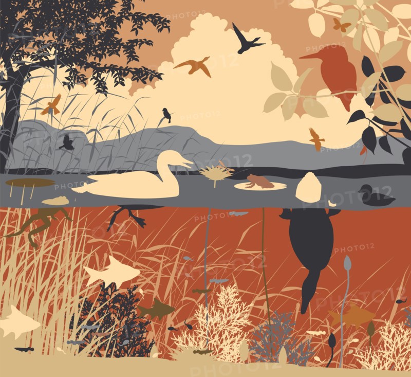 EPS8 editable vector illustration of diverse wildlife in a freshwater ecosystem with all figures as separate objects