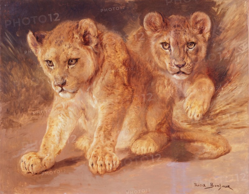 Rosa Bonheur, Lion Cubs, n.d., oil on canvas, 25 in. x 31 1/4 in. (63.5 cm x 79.4 cm), The Walker sisters received this painting of two lion cubs from their friend Anna Klumpke, who had inherited artist Rosa Bonheur's estate after her death in 1899. The Walker sisters had previously visited the renowned animal painter's studio in France and requested a copy of one of her famous horse studies, but Bonheur died before the order was fulfilled. Klumpke, a portrait artist in Boston, had moved to Paris to study with Bonheur and became her close companion. A friend of Mary Sophia Walker's since paint