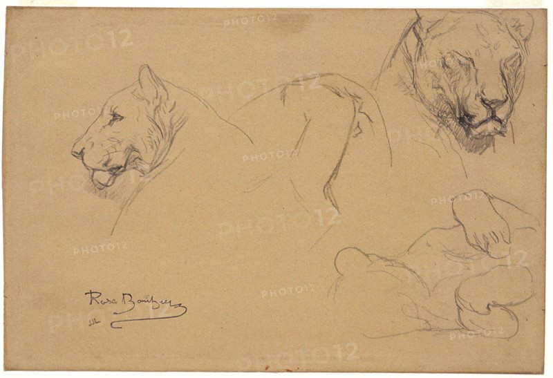 Rosa Bonheur, French, 1822–1899, Studies of a Lioness, 1832–1899, Pencil on white wove paper, Overall: 6 9/16 x 9 3/4 in. (16.6 x 24.7 cm