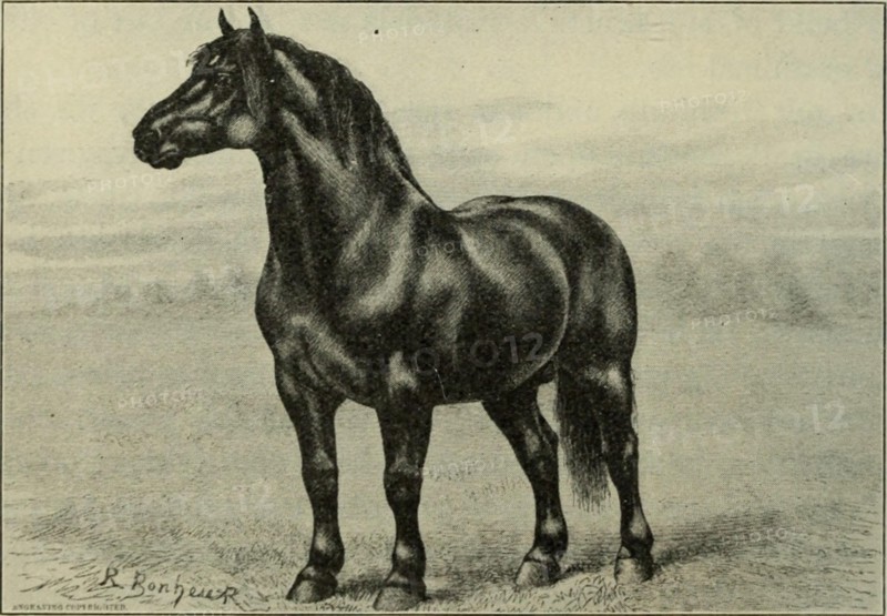 . Vic I. The famous Percheron stallion Brilliant After a painting by the great animal artist Rosa Bonheur man, and a book would be required even to outline the thou- sand ways in which man has been helped by his dumb com- panions, and in which his future happiness inevitably rests upon their labors. It is the reindeer and the dog that make the polar regions habitable. It was the ox that traveled the plains and developed the i^acific coast in the days of '49. The last of the buffalo gave their flesh to feed the workmen that laid the Union Pacific — that first mechanical bond between the P2ast a