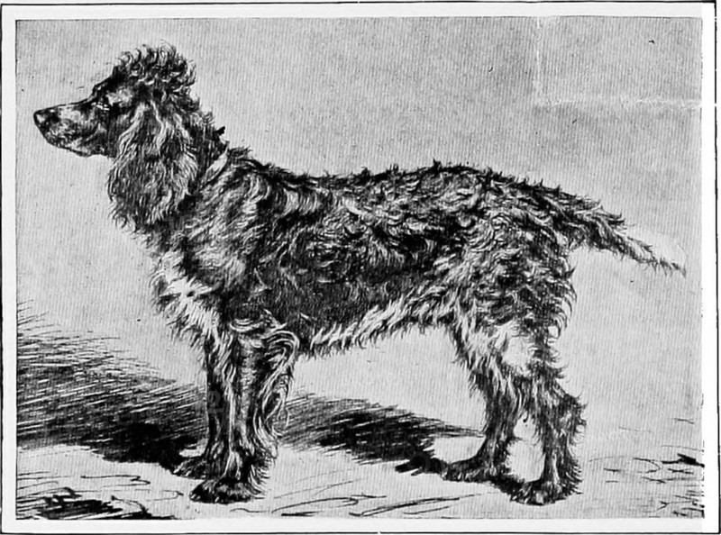 . The new book of the dog; a comprehensive natural history of British dogs and their foreign relatives, with chapters on law, breeding, kennel management, and veterinary treatment. Dogs. M. A. DUQUESNE'S PONT-AUDEMER SPANIEL MUSOTTE. YOUNG GRIFFON DE BRESSE. From the painting by ROSA BONHEUR in the Wallace Collection. common. It is an excellent water dog, and is invaluable in the shooting of wild duck and other waterfowl in the marshes. The French Spaniel proper is a fine-sized animal, one of the best and keenest working dogs left in France. Like the old Braque, he has a long history. He is pr