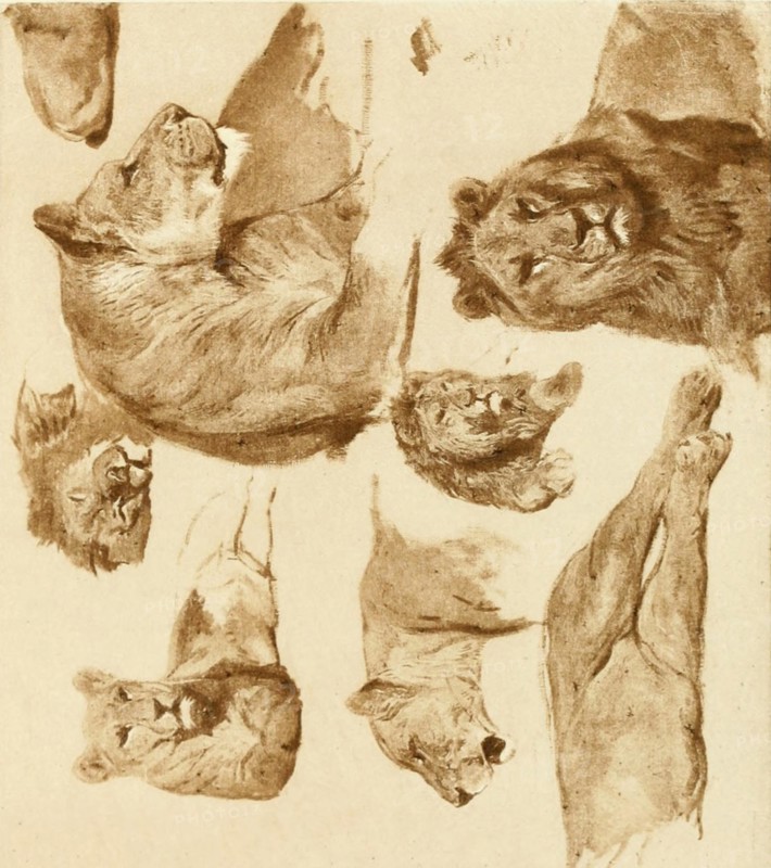 . Atelier Rosa Bonheur. Animals. . Please note that these images are extracted from scanned page images that may have been digitally enhanced for readability - coloration and appearance of these illustrations may not perfectly resemble the original work.. Bonheur, Rosa, 1822-1899; Roger-Milès, L. (Léon), 1859-1928. Paris Impr. G. Petit