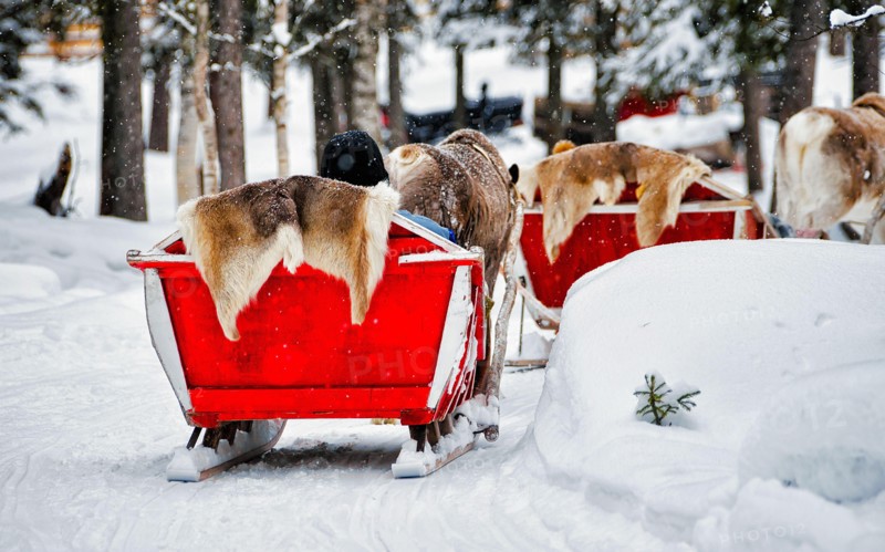 Reindeer sleigh safari and people forest Lapland Northern Finland reflex