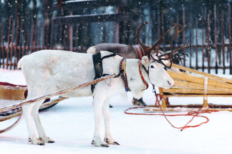 Harnessed white reindeer at Lapland farm in snowy winter weather.