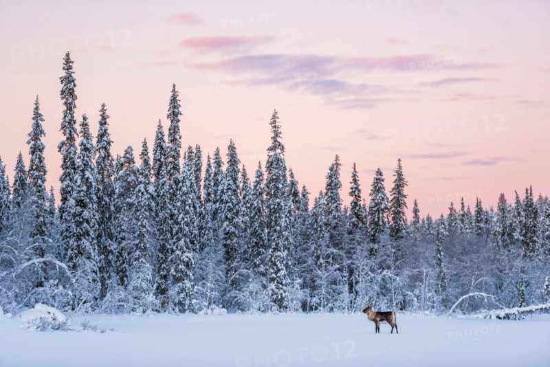 Reindeer at Christmas in the frozen cold snow covered winter landscape in Lapland in Finland