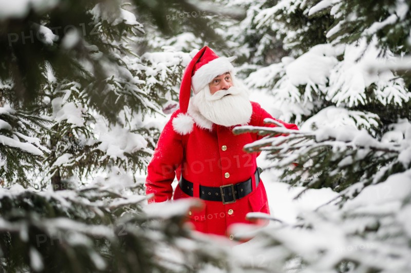 Surprised Santa Claus walks through a snowy coniferous forest at the North Pole in Lapland. Merry Christmas. Postcard.