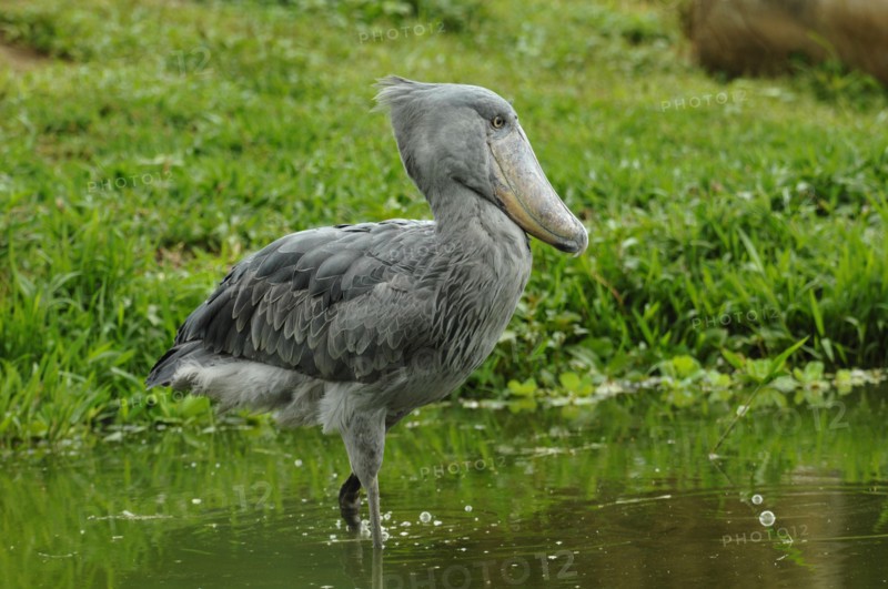 Schuhschnabel auf Nahrungssuche, (Balaeniceps rex)