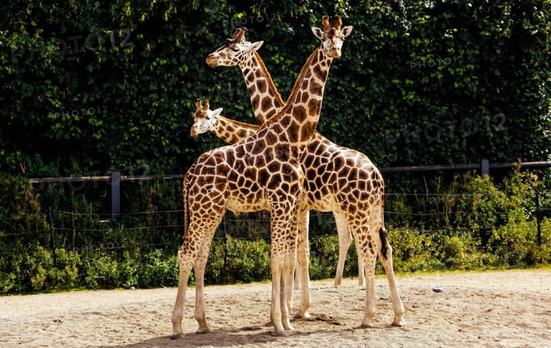 Three large giraffes, Giraffa Camelopardalis spp, in their habitat in Dublin zoo, Ireland