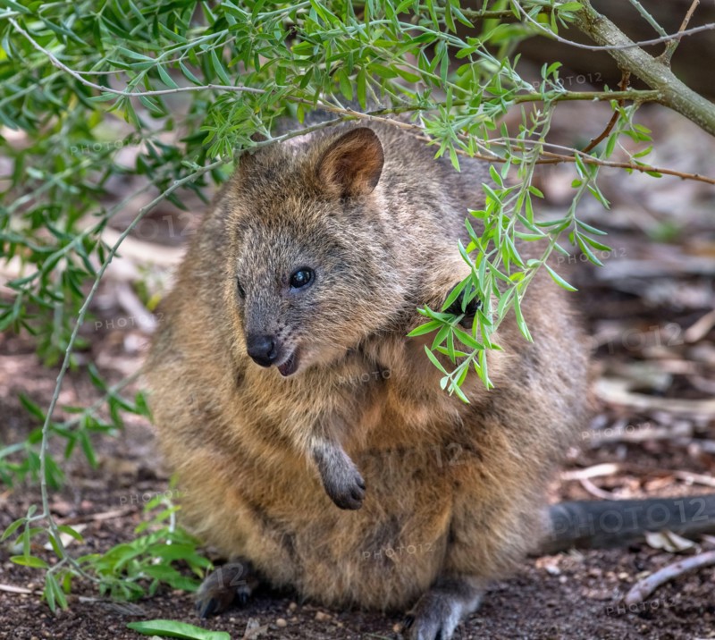 Quokka (Setonix brachyurus),
