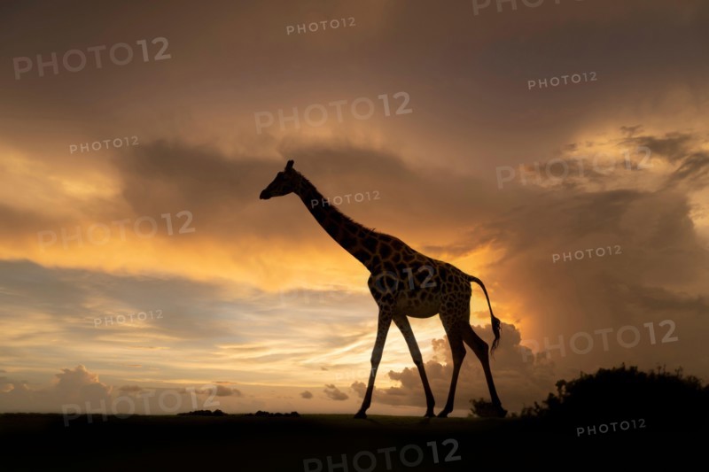 Isolated giraffe (Giraffa camelopardalis) almost silhouetted walking at twilight with dramatic clouds in a sunset sky, UK safari park.