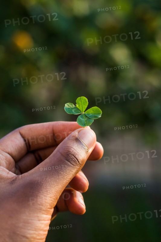 Fantastic close-up of a Four-leaf clover, held in the hand by a guy. Saint patrick concept. It means good luck