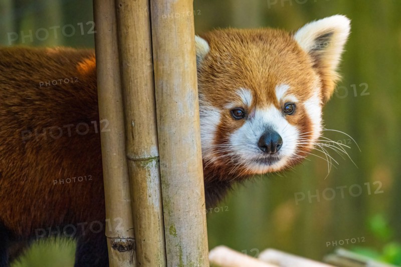 Red panda (Ailurus fulgens refulgens) at Zoo Atlanta in Atlanta, Georgia. (USA)