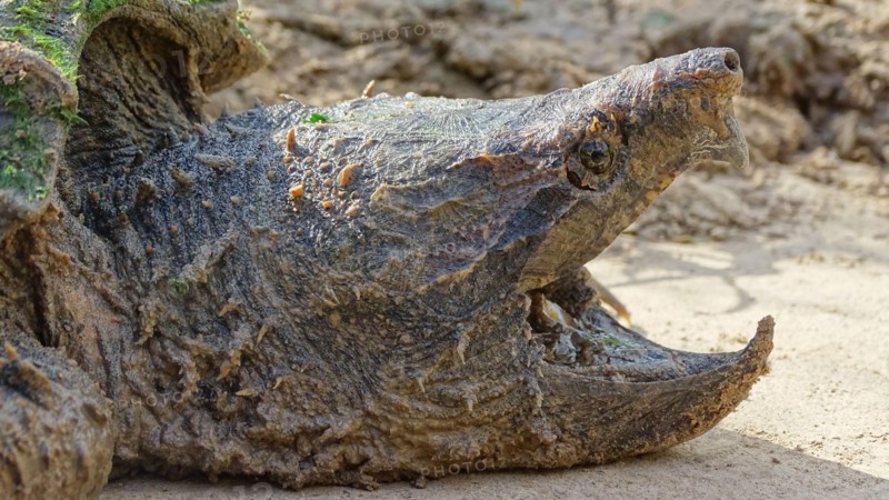 Alligator snapping turtle face closeup, Macrochelys temminckii. Family: Chelydridae. Native to freshwater habitats in the United States. Heaviest fres